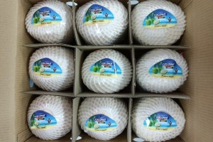 Fresh Coconut from Vietnam